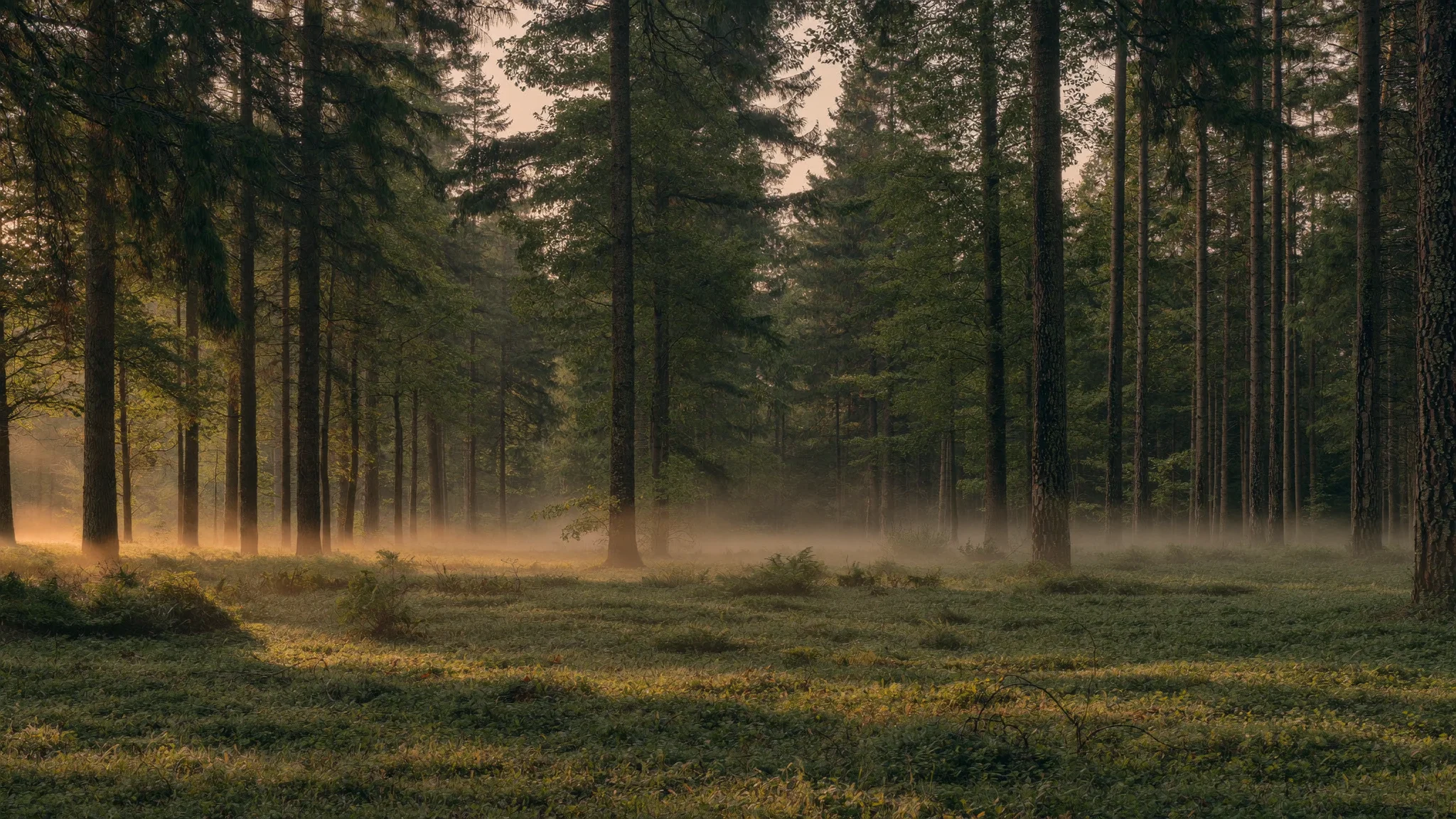 Morgennebel zwischen hohen Kiefern und Fichten, flaches Sonnenlicht über dem Waldboden.